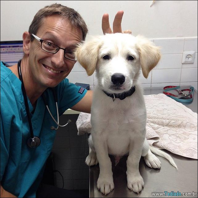 hospital-de-animais-27