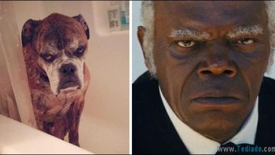 39 animais que é semelhantes a celebridades 5