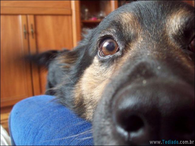 caes-o-que-esta-fazendo-01