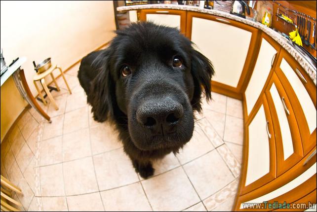 caes-o-que-esta-fazendo-02