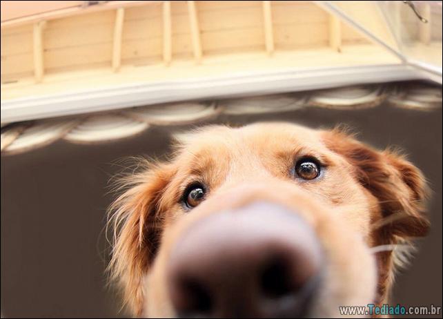 caes-o-que-esta-fazendo-04