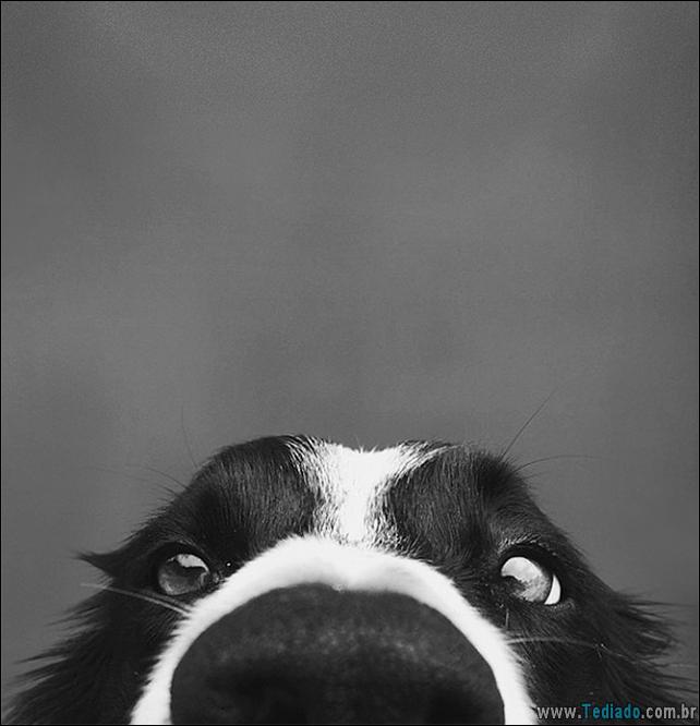 caes-o-que-esta-fazendo-07