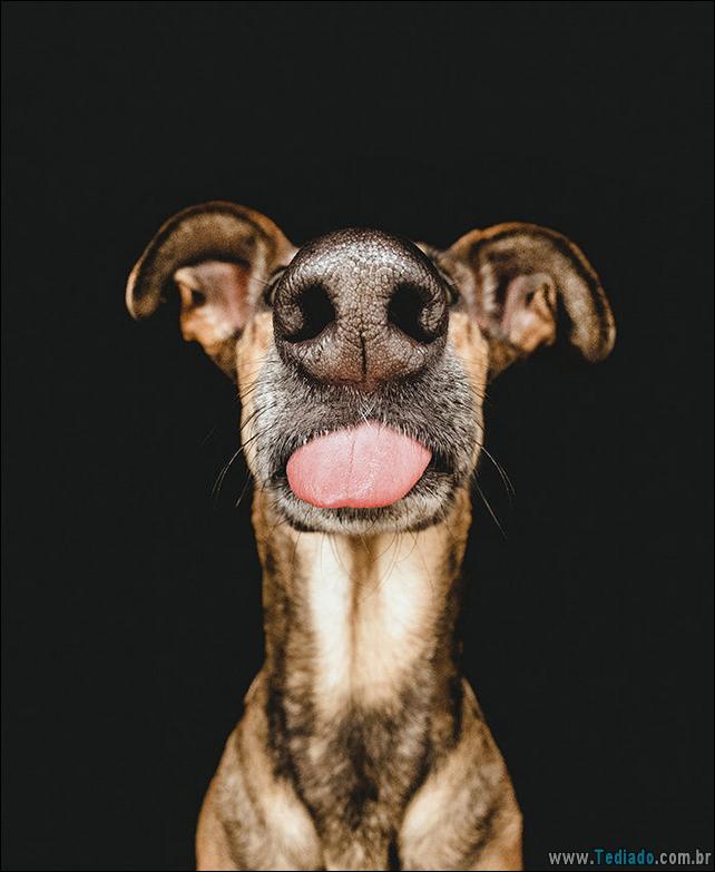 caes-o-que-esta-fazendo-09