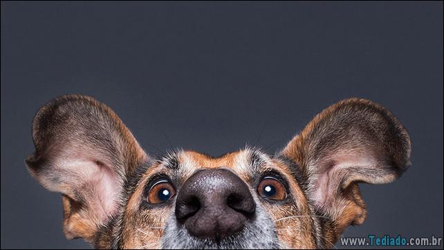 caes-o-que-esta-fazendo-10