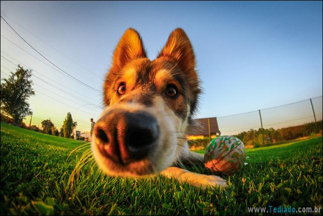 caes-o-que-esta-fazendo-11