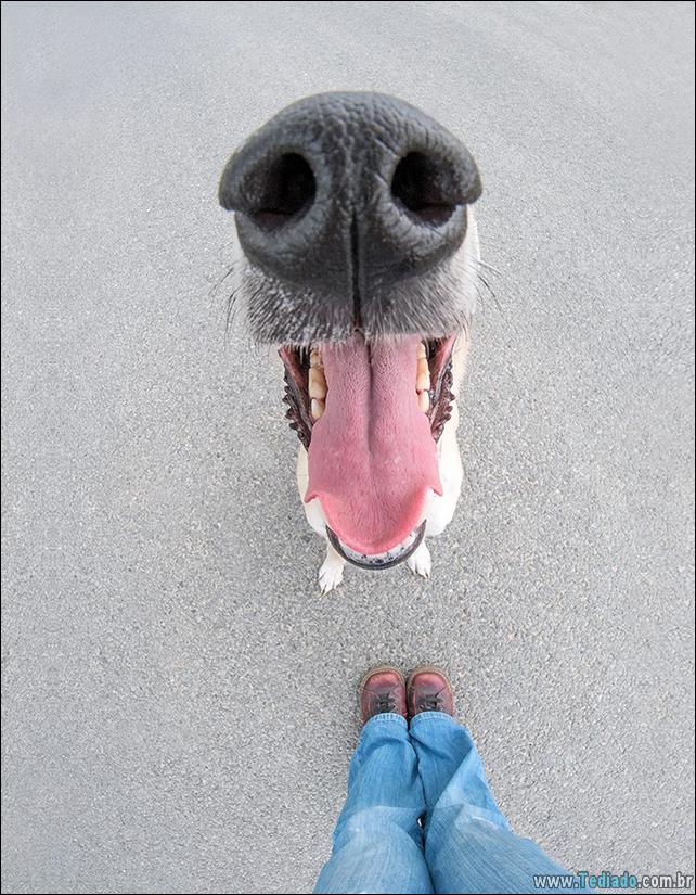 caes-o-que-esta-fazendo-13