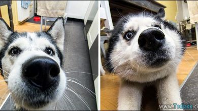 22 Cães que quer saber o que você está fazendo 22