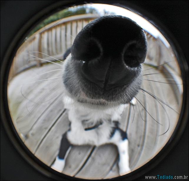 caes-o-que-esta-fazendo-16