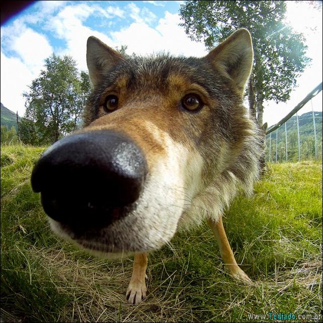 caes-o-que-esta-fazendo-17