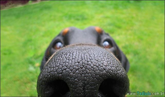 caes-o-que-esta-fazendo-18