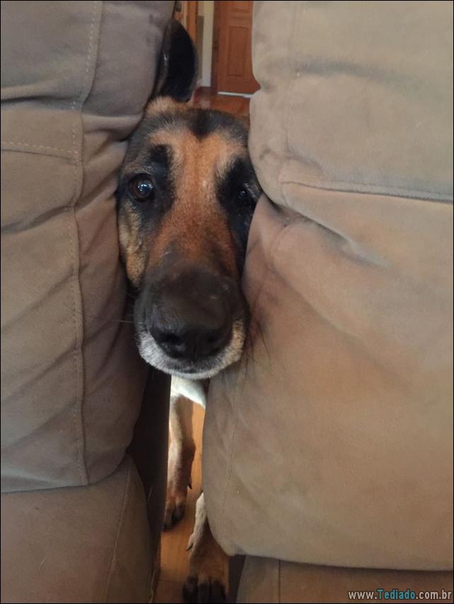 caes-o-que-esta-fazendo-21