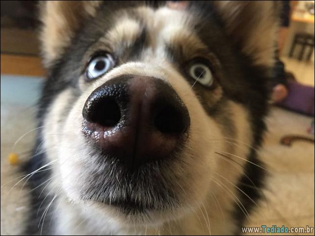 caes-o-que-esta-fazendo-22