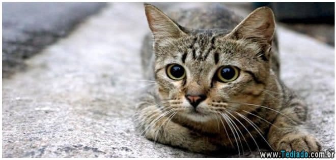 gato-em-casa-faz-bem-a-saude-02