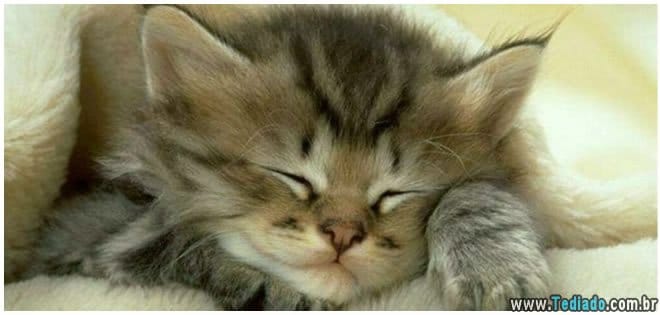 gato-em-casa-faz-bem-a-saude-06