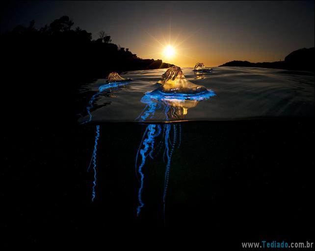 I had discovered from previous visits to dive this small bay that after strong summer northeast winds hundreds of bluebottle cnidarian are blown in and trapped, they float around the bay on the tides and sometimes clump together in huge rafts. I began planning this shot because knew that the blueness of these animals lights up wonderfully with a strobe and figured the sun would rise somewhere in the background towards the mouth of the bay. I thought that orange and the blue would make a striking shot. It took quite a few early mornings and lots of lighting experiments to make this image, but in the end I’m very happy with it.