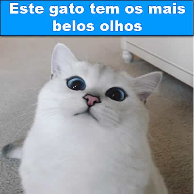Este gato tem os mais belos olhos t-link-04