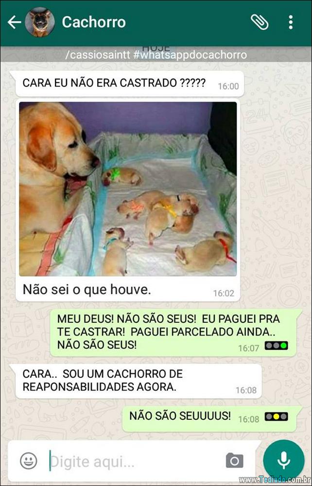 conversar-com-cachorro-03