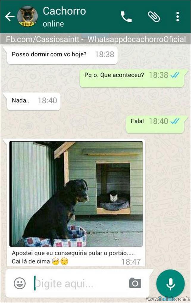 conversar-com-cachorro-12