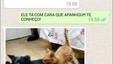 25 melhores conversas de Humano com seu cachorro 22