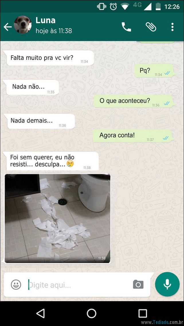 conversar-whatsapp-cachorro-04