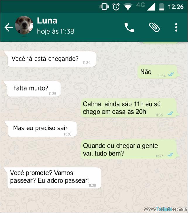 conversar-whatsapp-cachorro-06