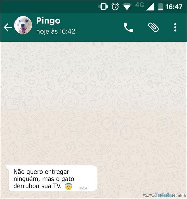conversar-whatsapp-cachorro-10