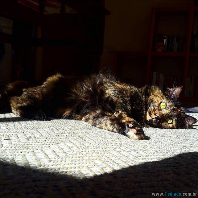 gatos-que-amam-o-calor-01