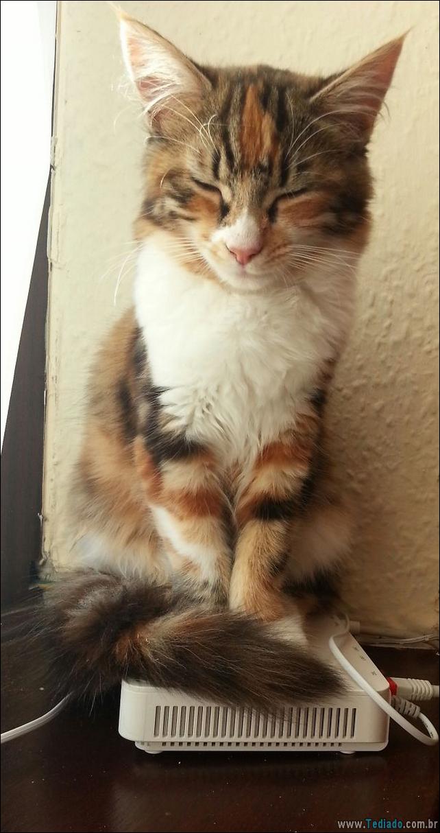 gatos-que-amam-o-calor-02