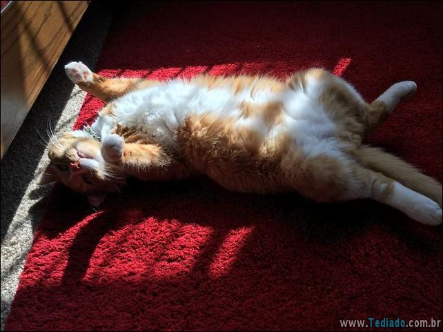 gatos-que-amam-o-calor-03