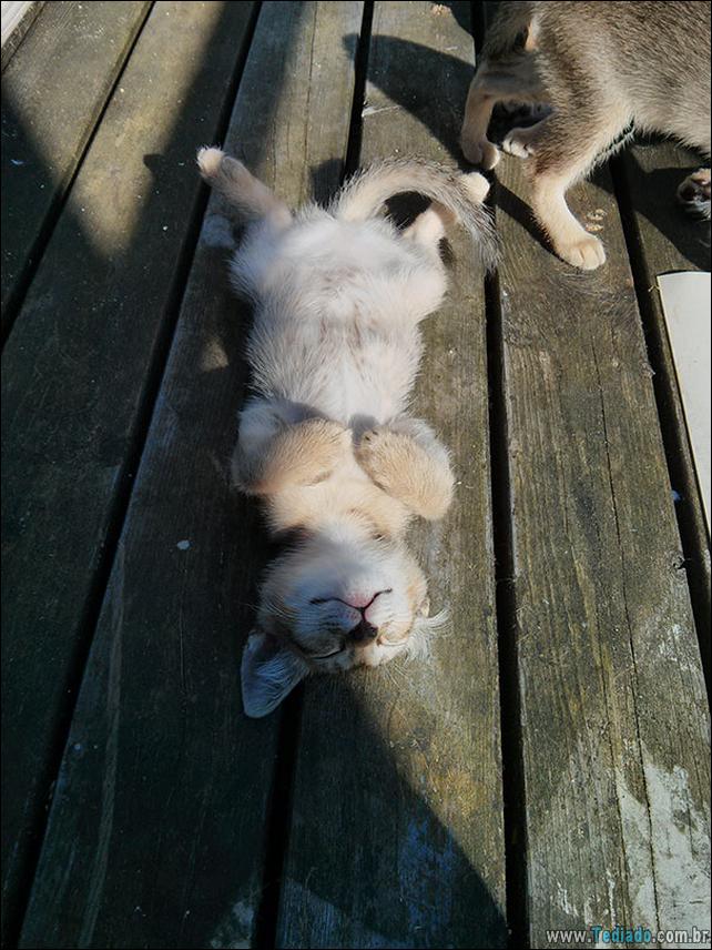 gatos-que-amam-o-calor-05