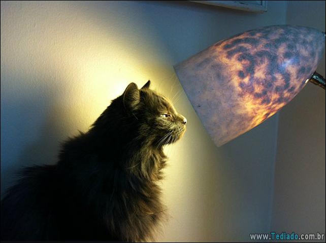 gatos-que-amam-o-calor-06