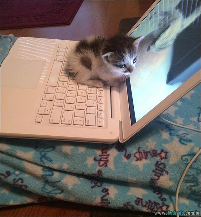 gatos-que-amam-o-calor-08