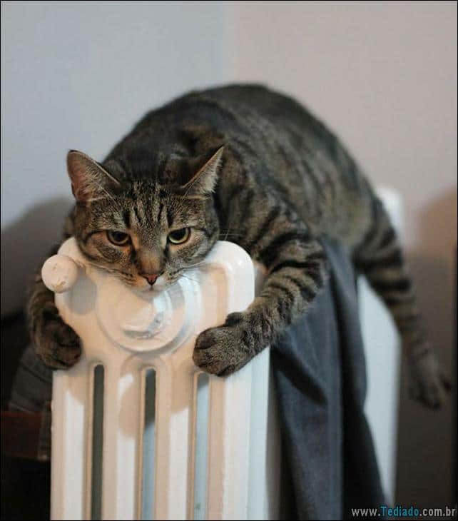 gatos-que-amam-o-calor-13