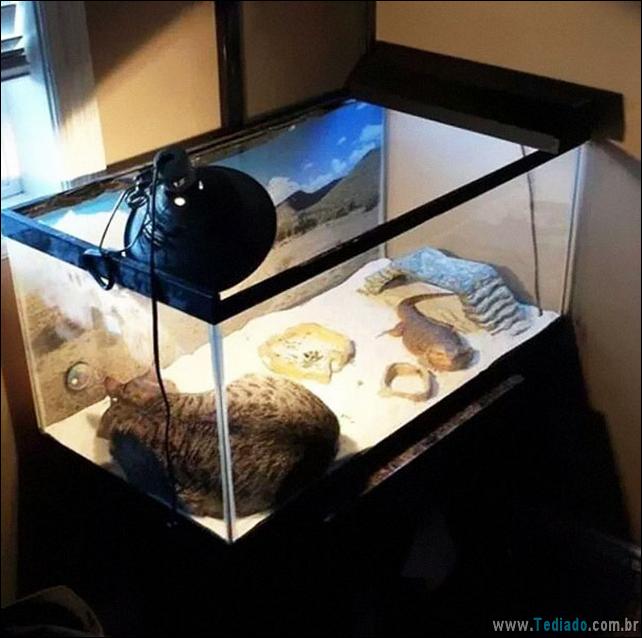 gatos-que-amam-o-calor-14