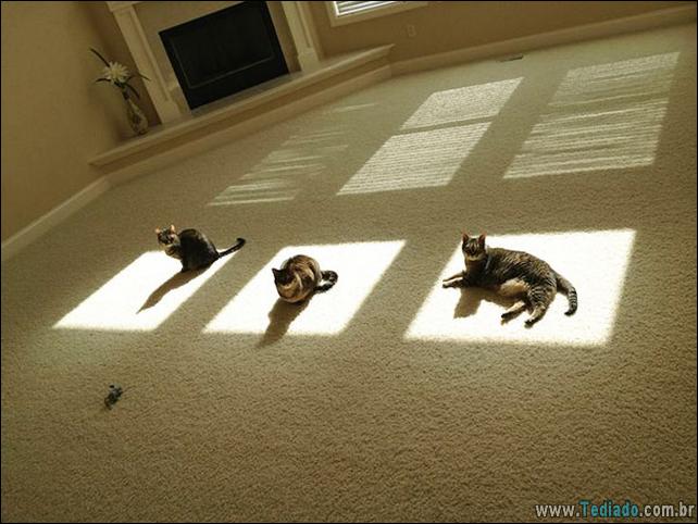 gatos-que-amam-o-calor-15