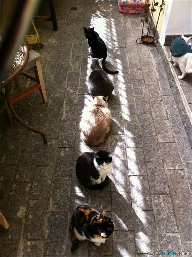 gatos-que-amam-o-calor-16