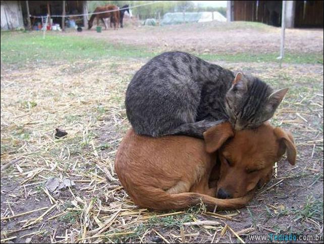 gatos-que-amam-o-calor-17