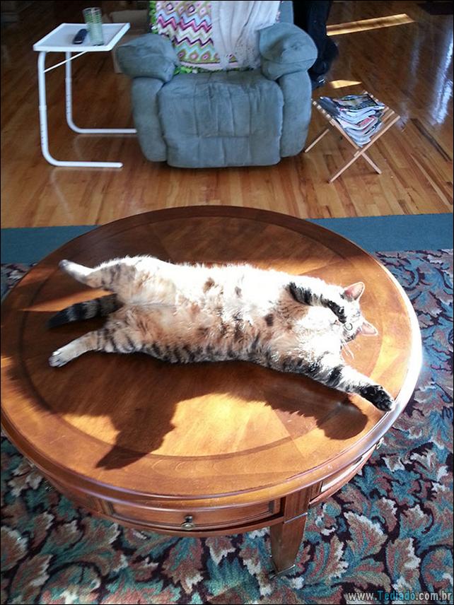 gatos-que-amam-o-calor-18