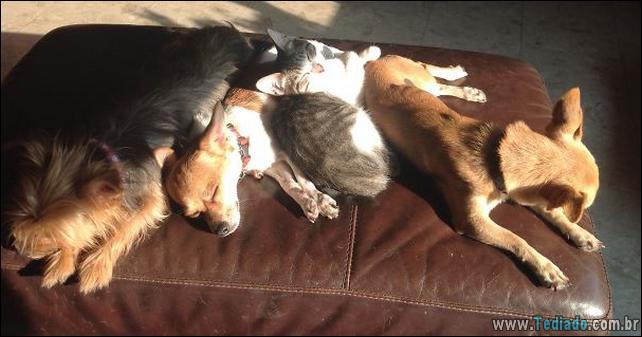 gatos-que-amam-o-calor-20