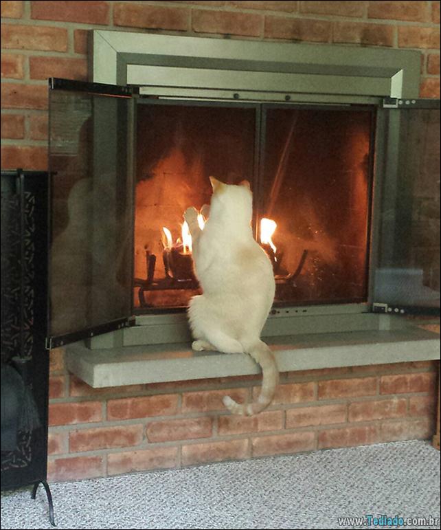 gatos-que-amam-o-calor-25