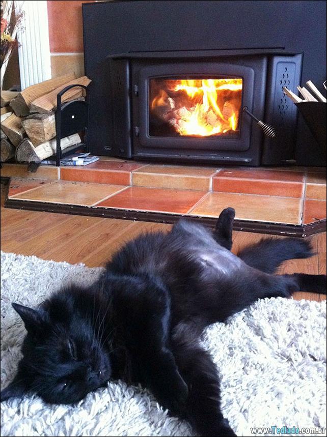 gatos-que-amam-o-calor-26