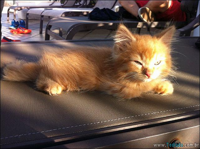 gatos-que-amam-o-calor-28