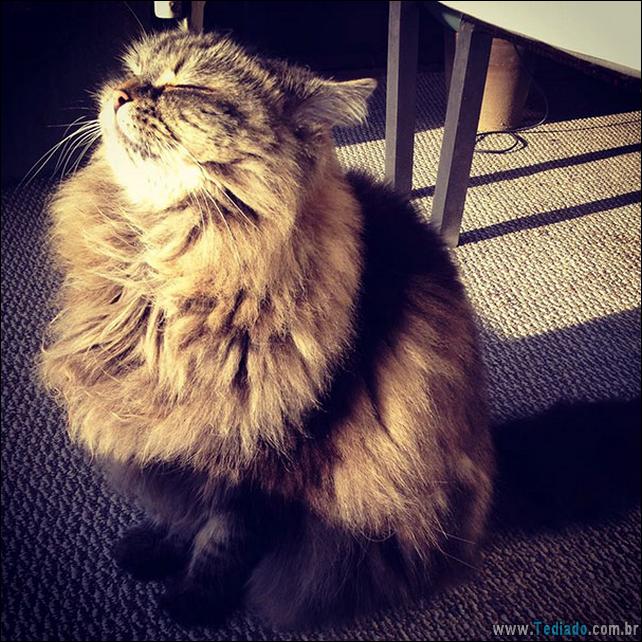gatos-que-amam-o-calor-29