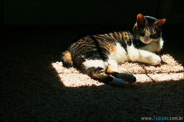gatos-que-amam-o-calor-31