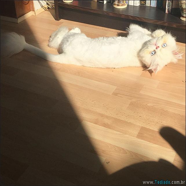 gatos-que-amam-o-calor-32