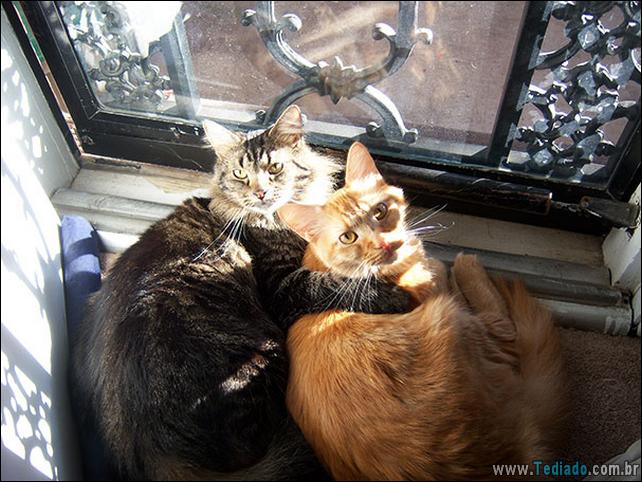 gatos-que-amam-o-calor-35