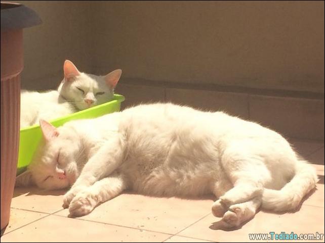 gatos-que-amam-o-calor-39