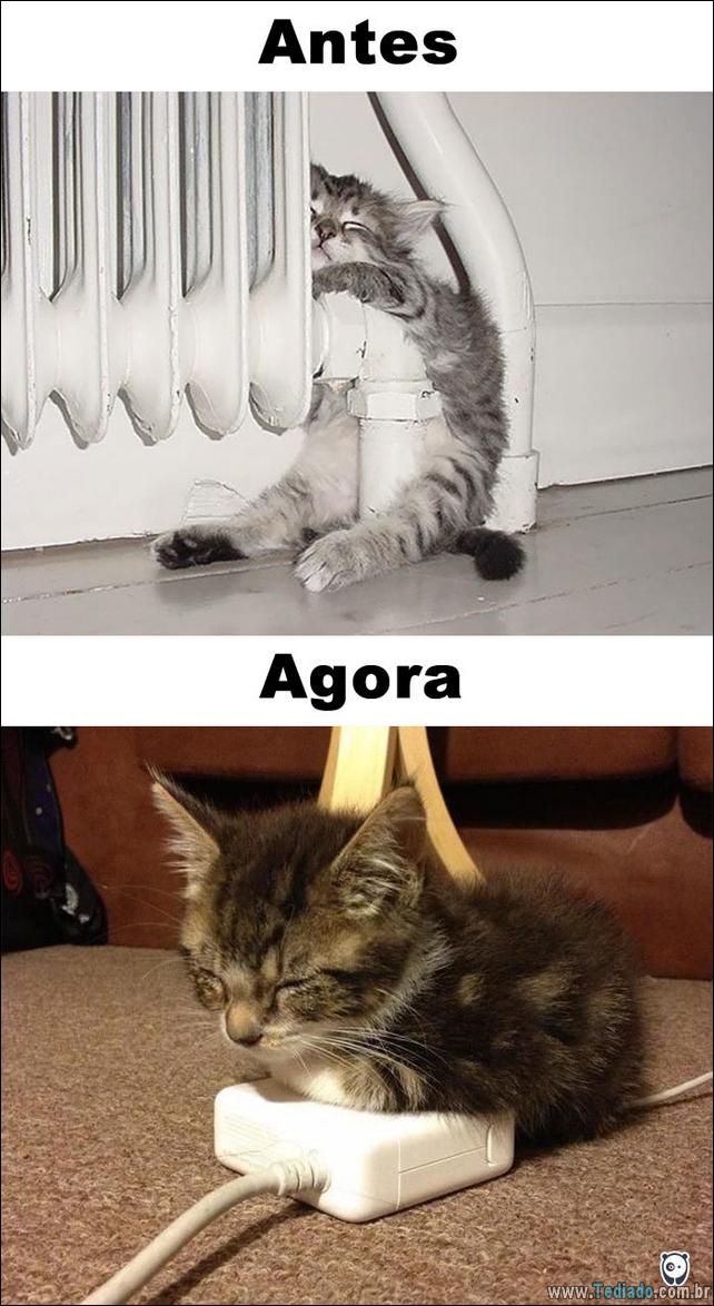 antes-e-agora-como-tecnologia-mudou-a-vida-gatos-02