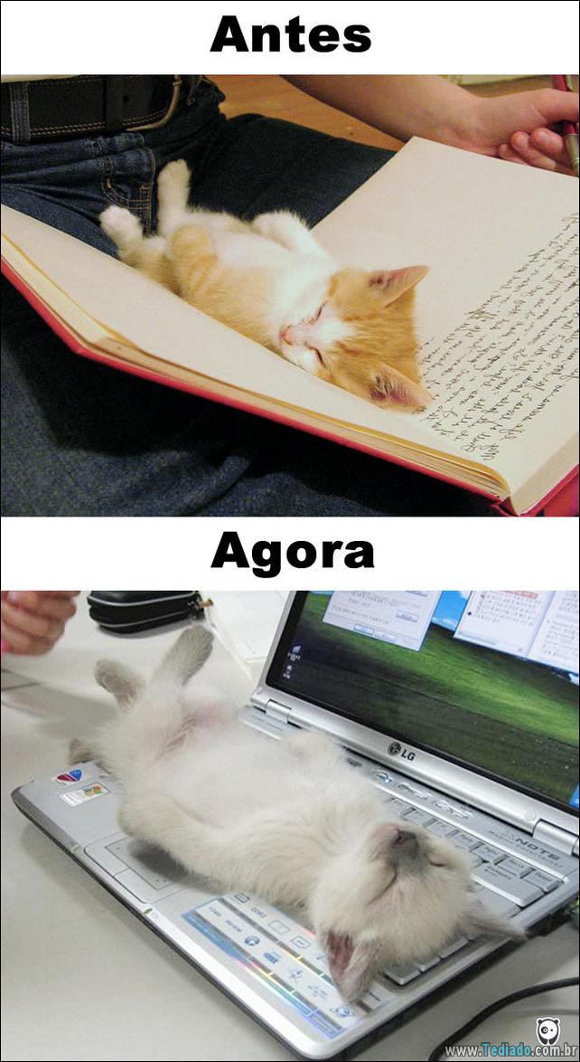 antes-e-agora-como-tecnologia-mudou-a-vida-gatos-03