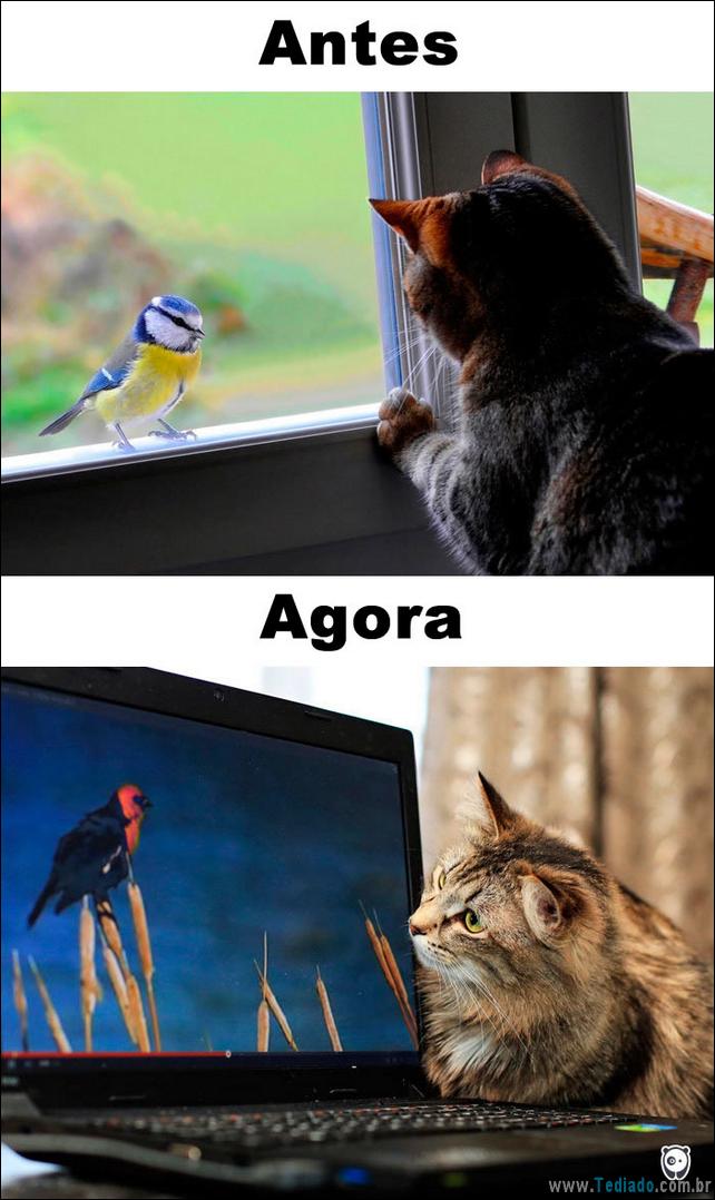 antes-e-agora-como-tecnologia-mudou-a-vida-gatos-05